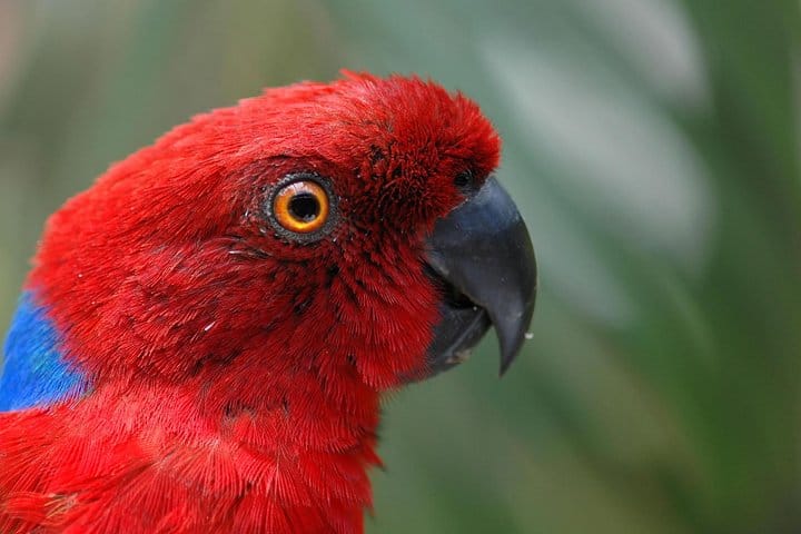 Kula parrot