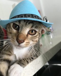 Cat in the hat at Animals Fiji